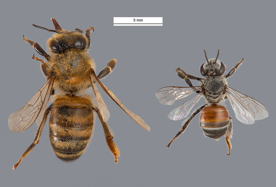 Red dwarf honey bee (right) is smaller than the European honey bee (left; Apis mellifera). Photo © State of Western Australia (Dept. of Primary Industries and Regional Development) 2021, Pia Scanlon