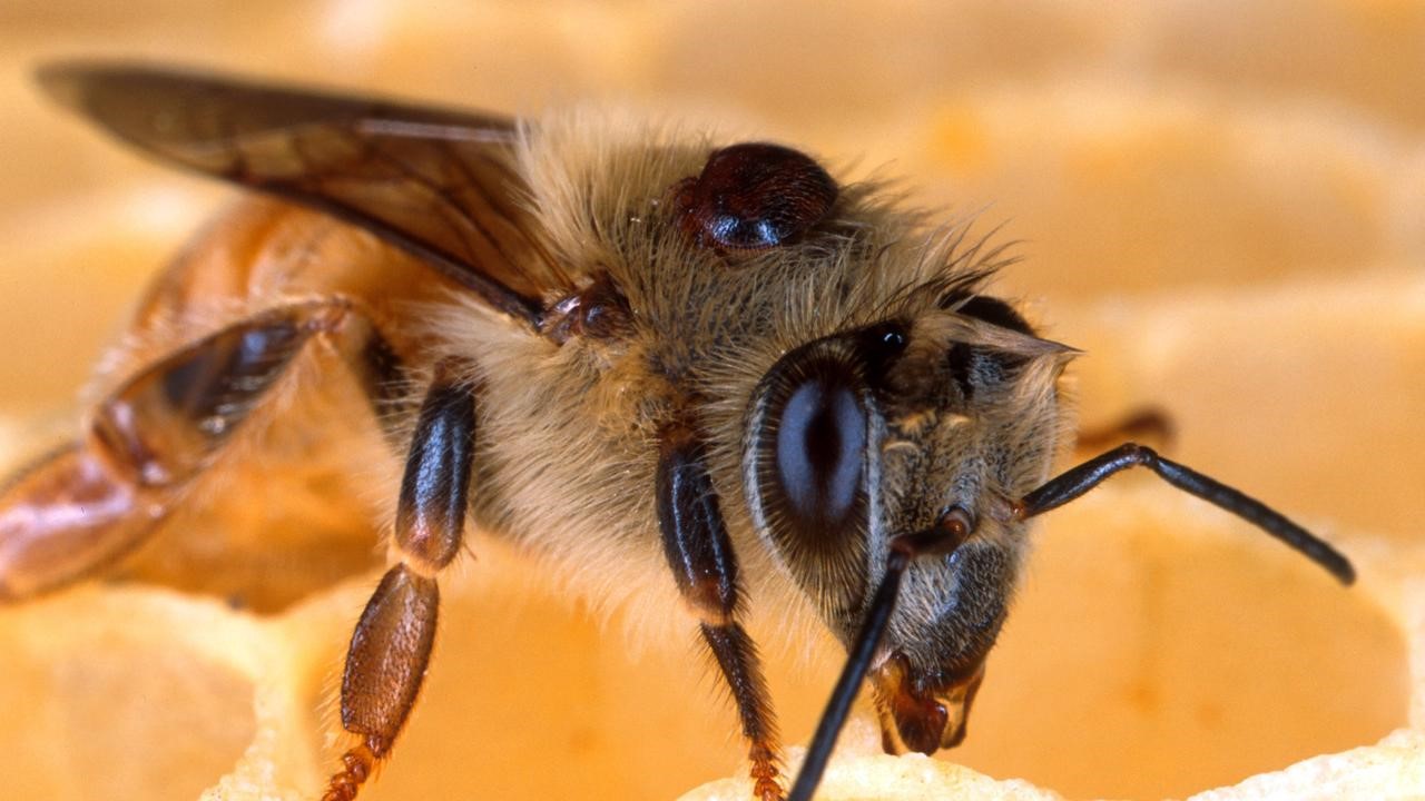 Image of a bee with varroa destructor mite