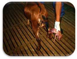 Image of an aborted goat fetus