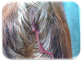 Vaginal discharge from a goat