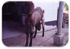 Image of a goat with enlarged testes
