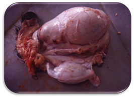 Severely swollen/enlarged testicle (orchitis and epididymitis) on one side, normal to slightly enlarged testicle on the other side