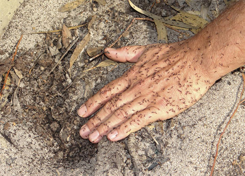 Image of browsing ants on hand