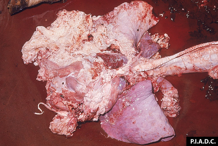 Bovine lungs - Pleural surface is covered by abundant fibrin and fibrous tissue
