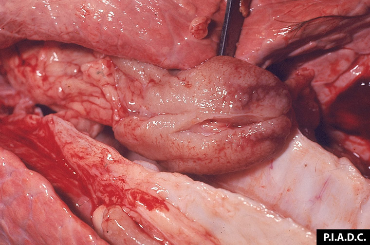 Bovine, tracheobronchial lymph node. This bisected node is enlarged (hyperplasia) and contains a focal area of haemorrhage.