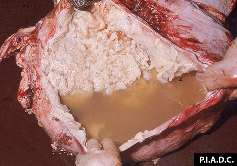 Bovine, incised pericardium. The sac is distended with abundant turbid, tan fluid, and abundant fibrin coats the pericardial surfaces.