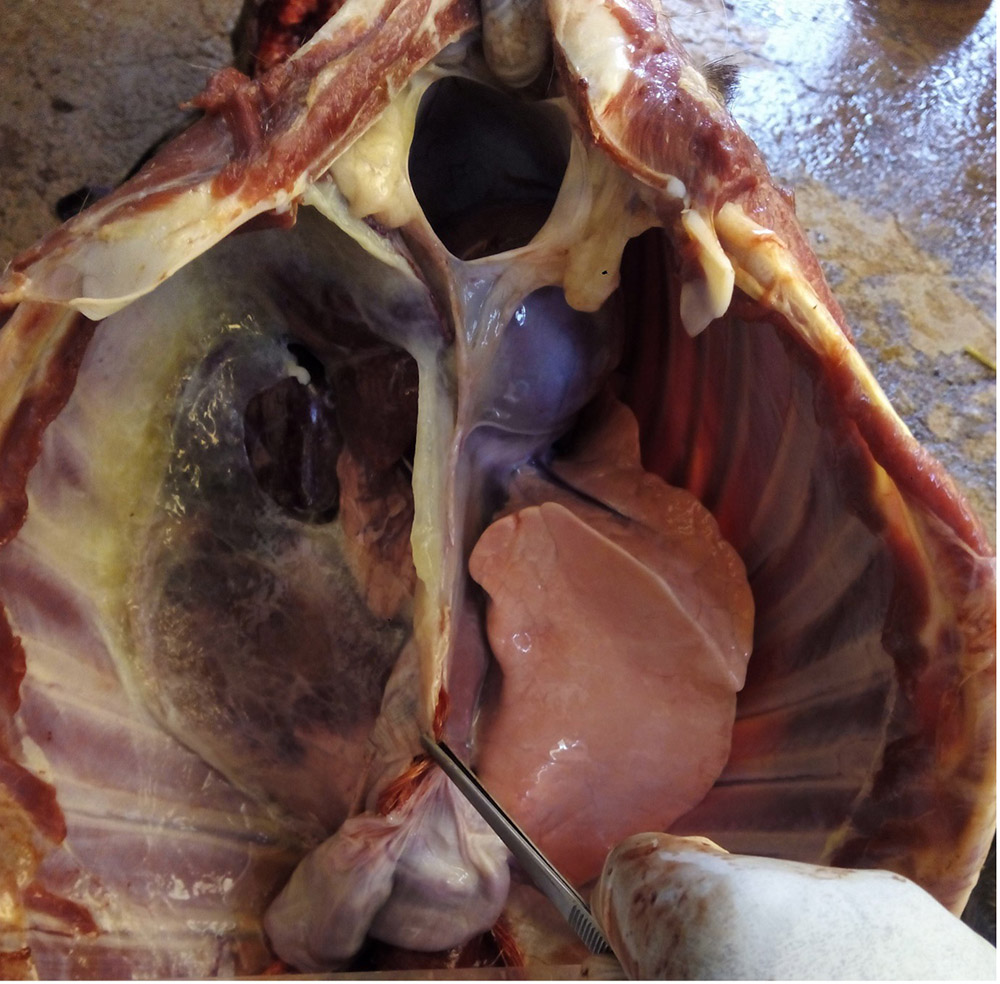 Image of a goat's chest cavity - refer to figure caption for more thorough description