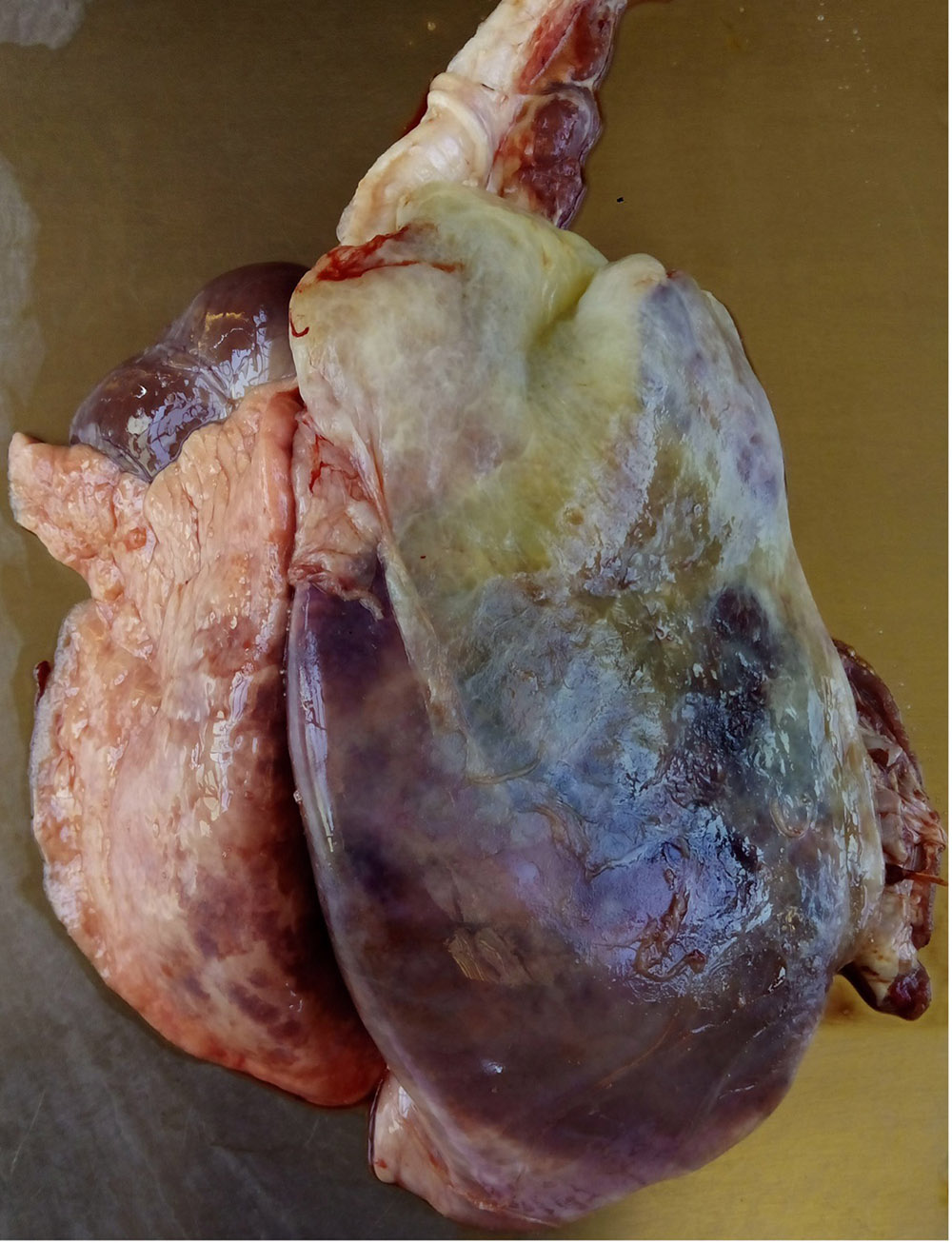 Image of diseased goat lungs and heart, for more thorough description refer to caption