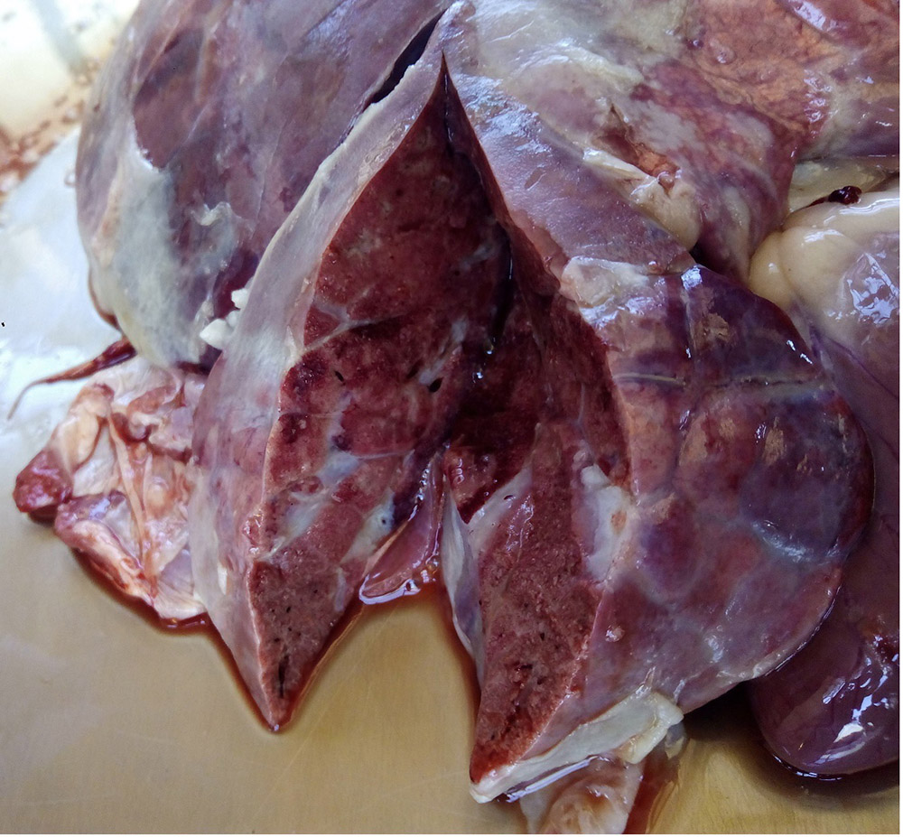 Image of diseased goat lung, for more thorough description refer to caption