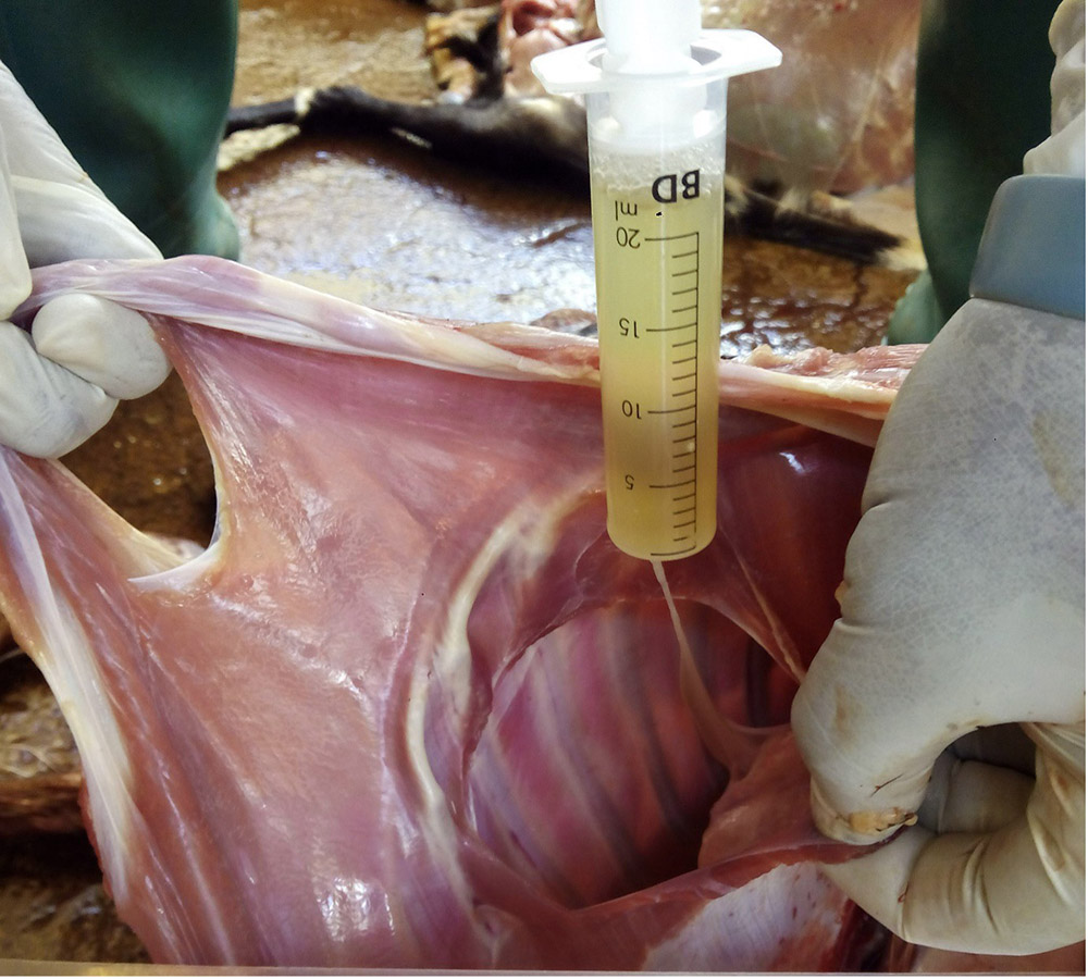 Image of diseased goat thoracic cavity, for more thorough description refer to caption