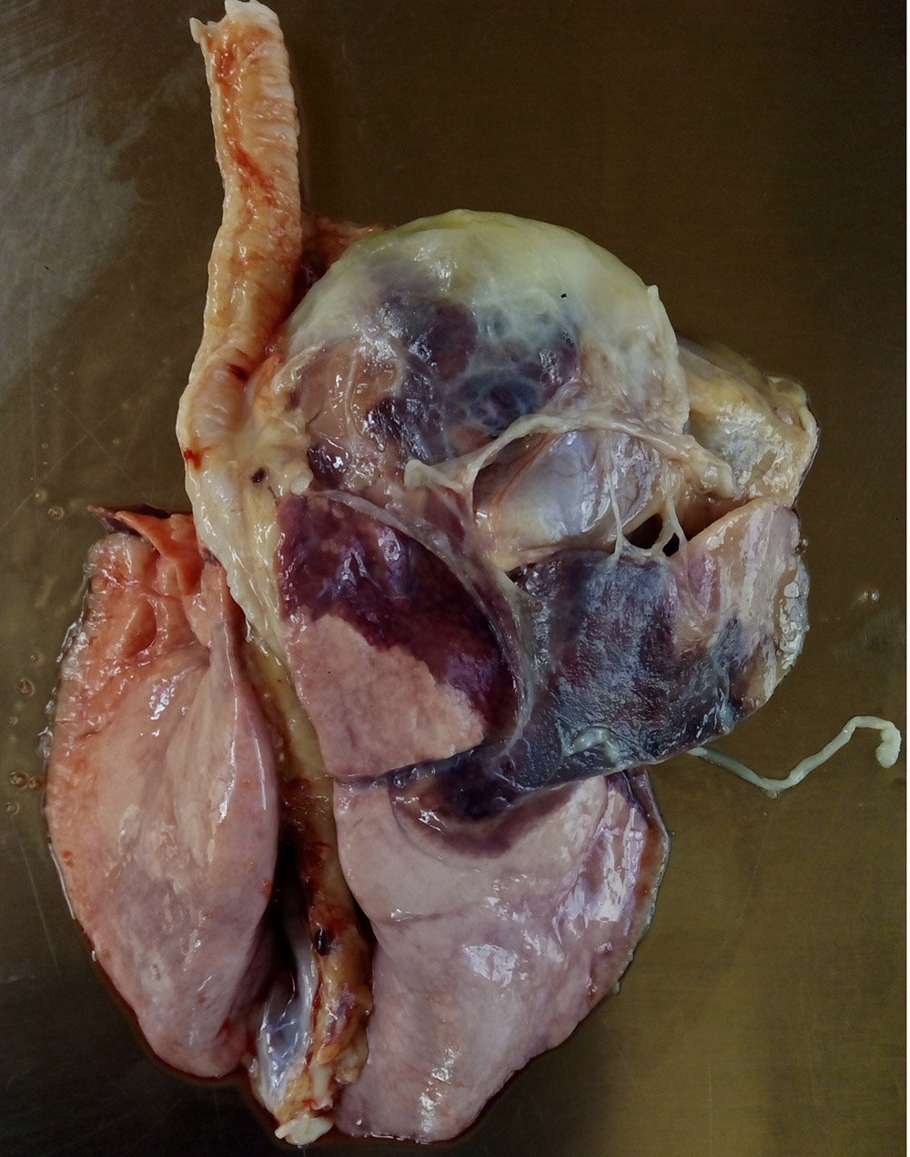 Image of diseased goat lungs and heart, for more thorough description refer to caption