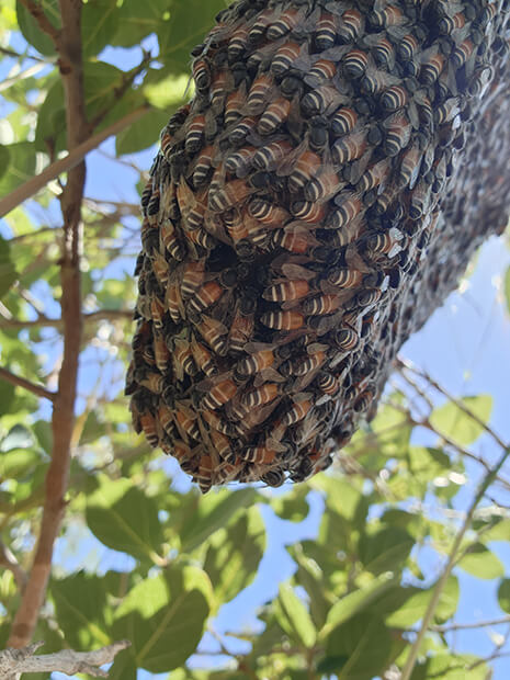 Closeup of red dwarf honey bees on a colony. Photo © State of Western Australia (Dept. of Primary Industries and Regional Development).