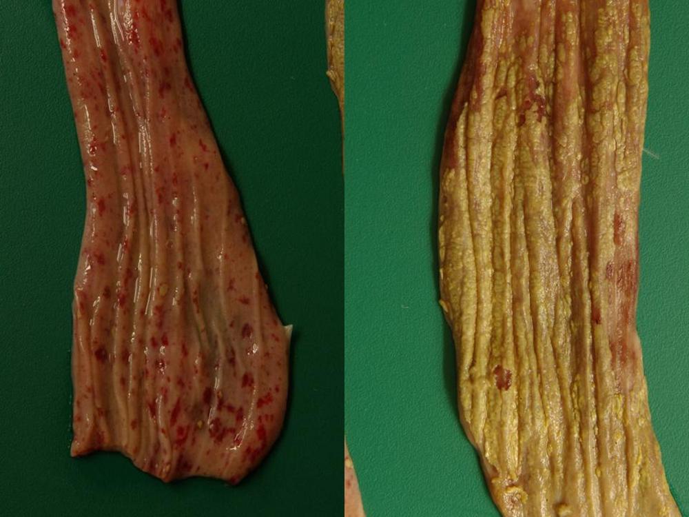 Duck oesophagus, with petechial and ecchymotic haemorrhage and ulcers in an acute case (left), and diphtheritic membrane in a chronic case (right)