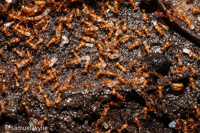 Electric ant (Wasmannia auropunctata). Photo: Samual Wylie, NEAEP.
