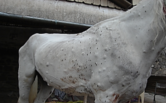 Lymphadenitis appearing as nodules along lymphatic vessels associated with the cutaneous form of glanders