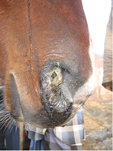 Thick, sticky, yellowish white mucopurulent nasal discharge