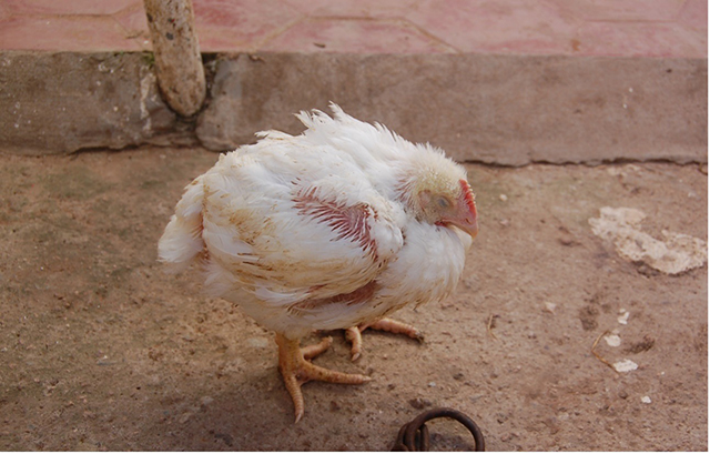 Broiler infected with infectious bursitis