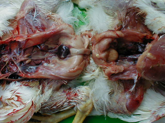 Enlarged bursa with yellow-grey discolouration (right) and haemorrhage (left)