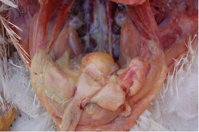 Bursal enlargement and yellow-grey discolouration in 35-day-old broiler with bursal disease