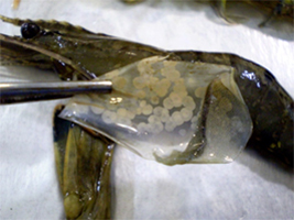 Prawn with White Spot Disease lesions