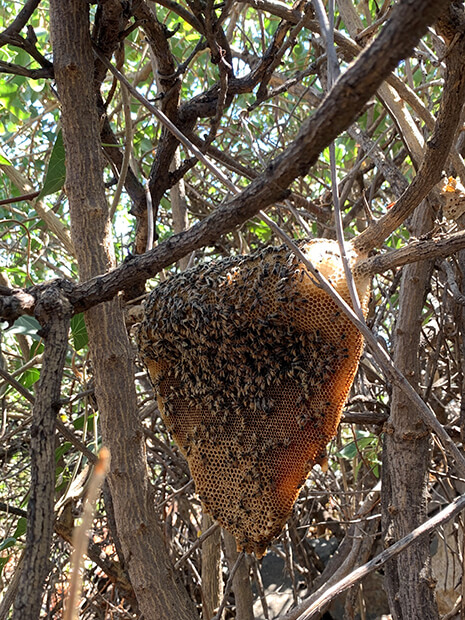 A red dwarf honey bee colony. Photo © State of Western Australia (Dept. of Primary Industries and Regional Development).