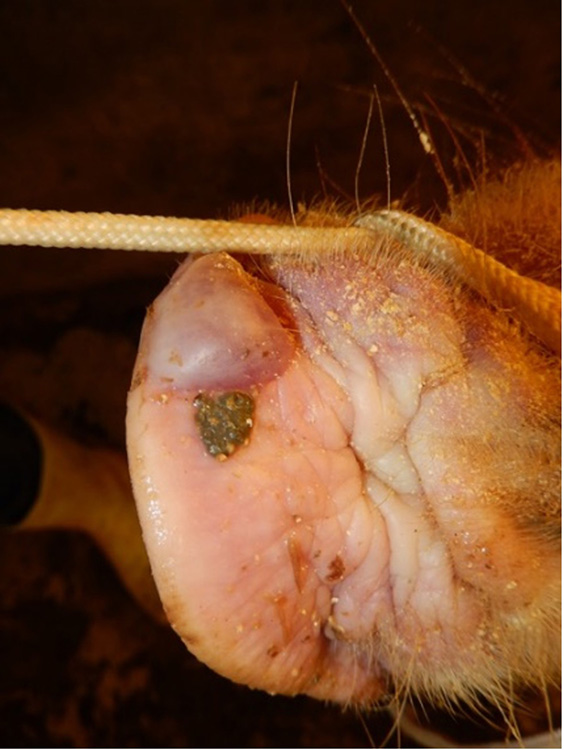Image of a diseased pig's snout - for more thorough description refer to caption