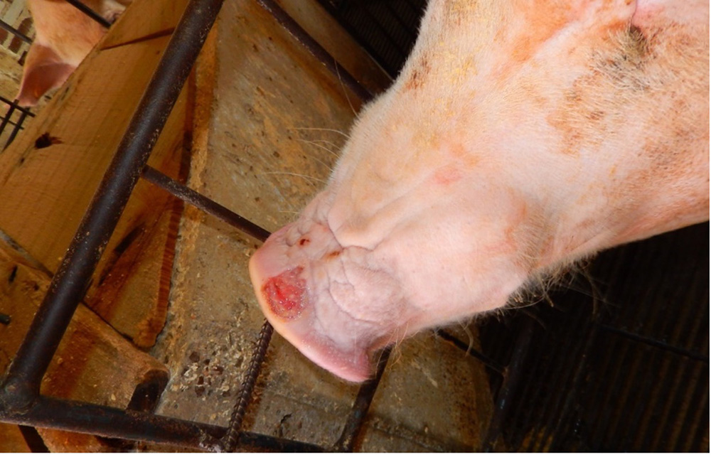 Image of a diseased pig's snout - for more thorough description refer to caption