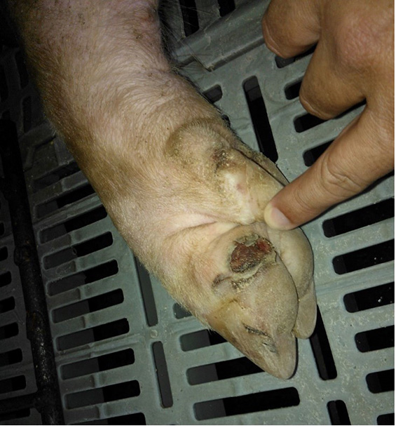 Image of a diseased pig's hoof - for more thorough description refer to caption