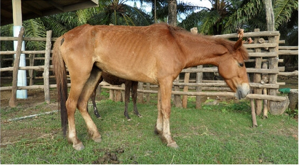 Image of an emaciated horse - see caption for more detailed description