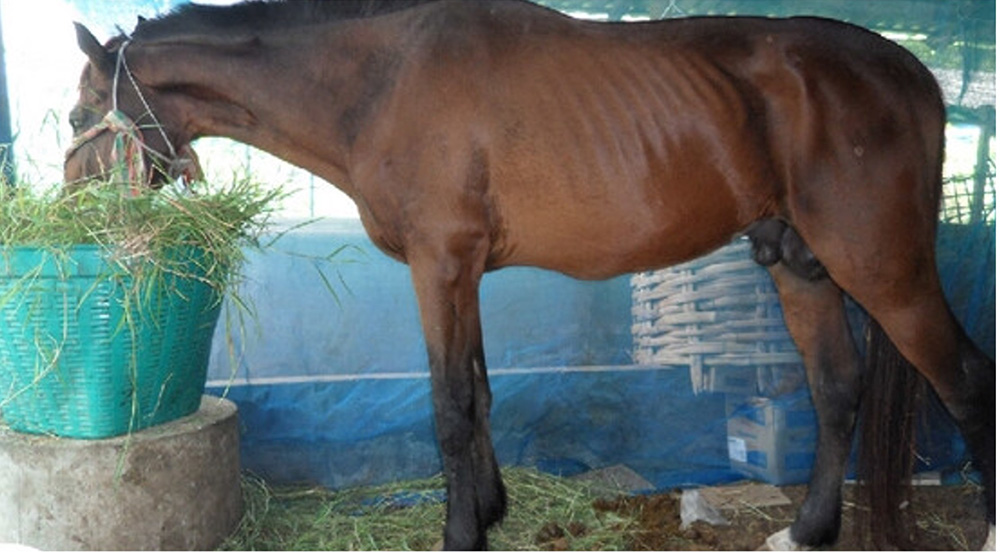 Image of a horse - refer to caption for more detailed description