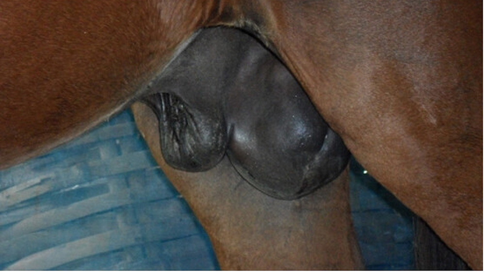 Image of testicular oedema in a horse