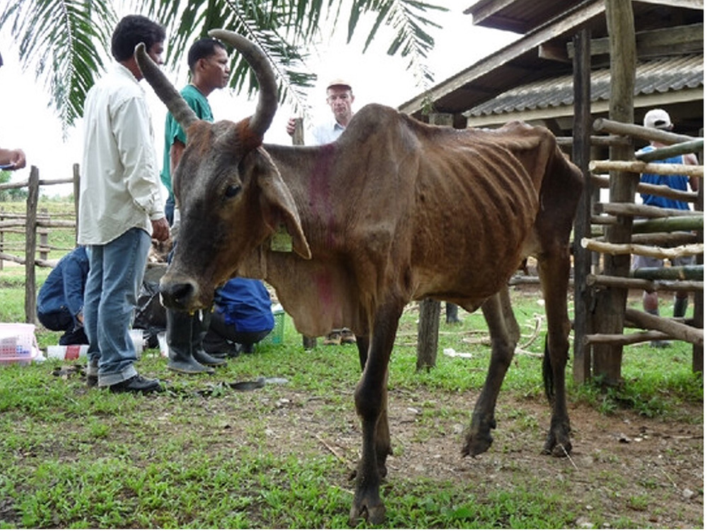 Image of an emaciated cow - refer to caption for more detailed description