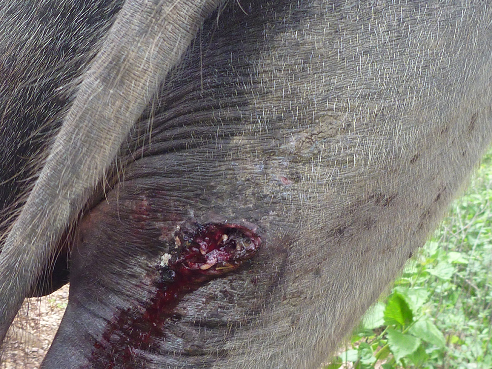 Superficial lesion on the hindlimb of a buffalo infested with SWF