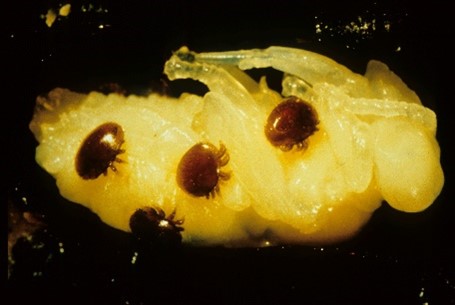 Varroa destructor (varroa mite). Source: NSW DPI