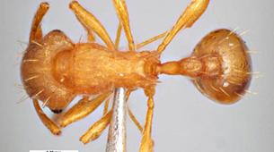 Electric ants