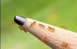 Electric ants