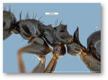 l-incisa-body-pia-scanlan-dpird.jpg