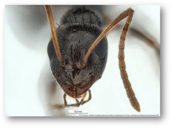 l-incisa-head-pia-scanlan-dpird.jpg