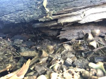 l-incisa-nest-under-log-michelle-christy-dpird.jpg