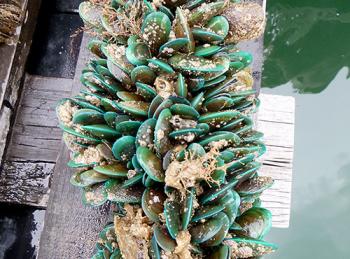 Asian Green mussel biofouling. Photo courtesy: Justin McDonald