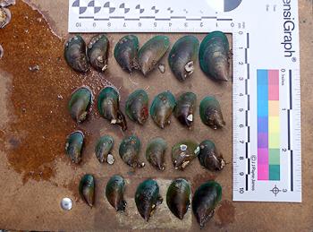 Asian Green mussel at various size classes. Photo courtesy: Justin McDonald