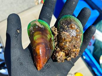 Asian green mussel shells. Photo courtesy: Biosecurity Queensland Resources